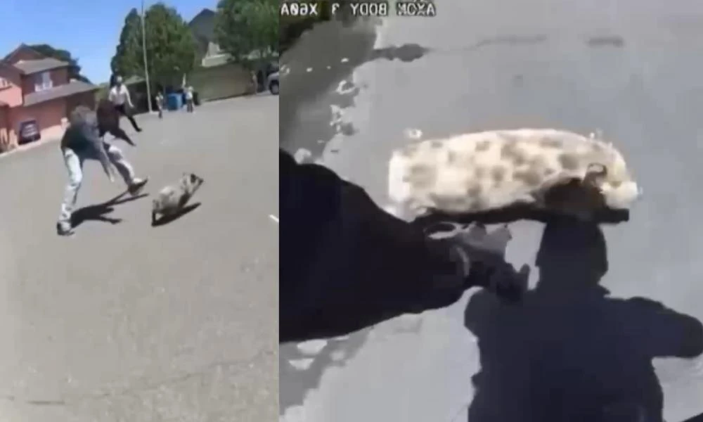 Αστυνομικοί στην Καλιφόρνια κυνηγούσαν γουρουνάκι στους δρόμους με σκοπό να το πιάσουν (Βίντεο)